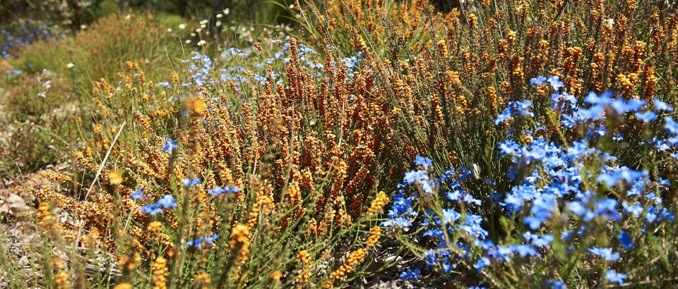 Spring-Wildflowers