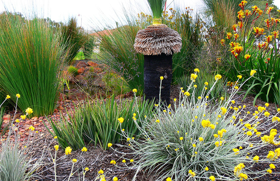 Waterwise verge garden in Perth