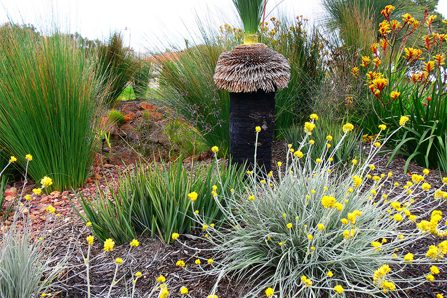 Waterwise verge garden in Perth
