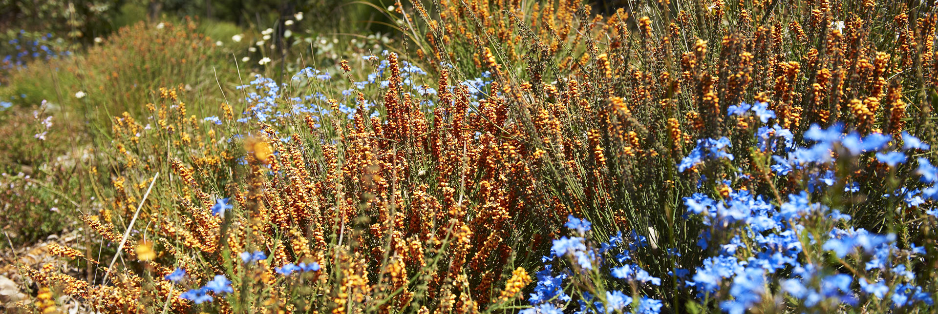 Western Australian spring wildflowers